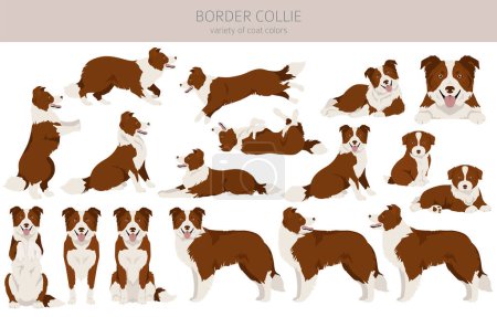 Ilustración de Border collie dog clipart. All coat colors set.  All dog breeds characteristics infographic. Vector illustration - Imagen libre de derechos