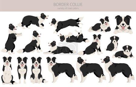 Border collie dog clipart. All coat colors set.  All dog breeds characteristics infographic. Vector illustration