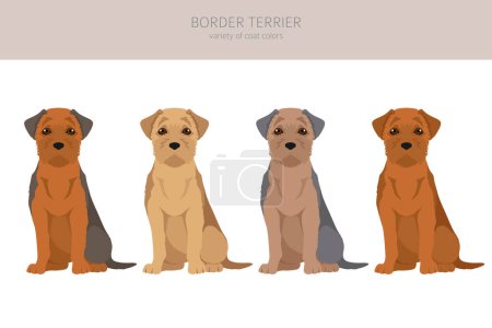 Illustration for Border terrier clipart. Different coat colors and poses set.  Vector illustration - Royalty Free Image