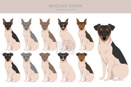 Illustration for Brazilian terrier clipart. Different coat colors and poses set.  Vector illustration - Royalty Free Image