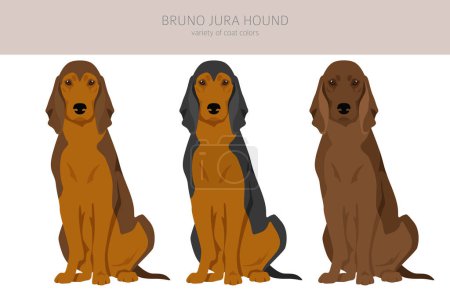 Ilustración de Bruno Jura hound clipart. Different coat colors and poses set.  Vector illustration - Imagen libre de derechos