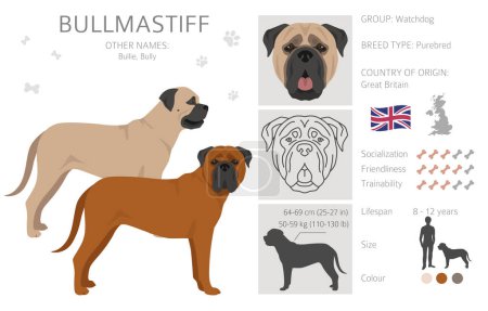 Ilustración de Bullmastiff dog clipart. All coat colors set.  All dog breeds characteristics infographic. Vector illustration - Imagen libre de derechos