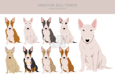 Téléchargez les illustrations : Miniature bull terrier clipart. Different poses, coat colors set.  Vector illustration - en licence libre de droit