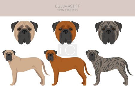 Ilustración de Bullmastiff dog clipart. All coat colors set.  All dog breeds characteristics infographic. Vector illustration - Imagen libre de derechos