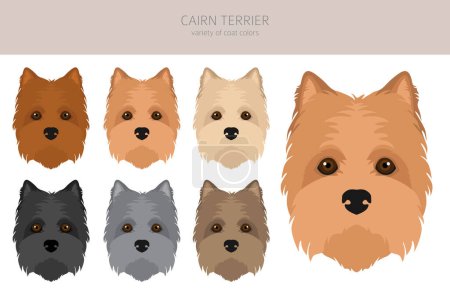 Illustration for Cairn terrier clipart. Different poses, coat colors set.  Vector illustration - Royalty Free Image