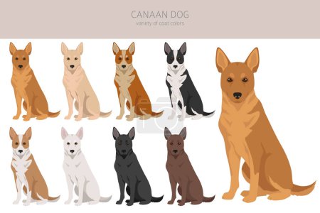 Illustration for Canaan dog clipart. Different poses, coat colors set.  Vector illustration - Royalty Free Image