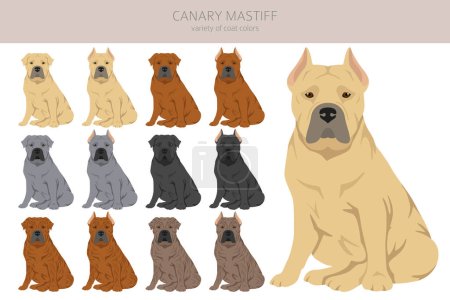 Illustration for Canary mastiff clipart. Different poses, coat colors set.  Vector illustration - Royalty Free Image