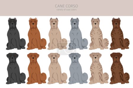 Illustration for Cane corso clipart. Different poses, coat colors set.  Vector illustration - Royalty Free Image