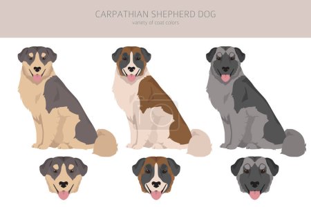 Illustration for Carpathian shepherd dog clipart. Different poses, coat colors set.  Vector illustration - Royalty Free Image