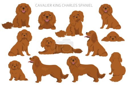 El rey caballero Charles Spaniel clipart. Todos los colores del abrigo establecidos. Posición diferente. Todas las razas de perros características infografía. Ilustración vectorial