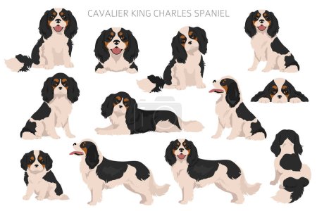 El rey caballero Charles Spaniel clipart. Todos los colores del abrigo establecidos. Posición diferente. Todas las razas de perros características infografía. Ilustración vectorial