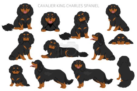 Téléchargez les illustrations : Cavalier King Charles Spaniel clipart. All coat colors set.  Different position. All dog breeds characteristics infographic. Vector illustration - en licence libre de droit