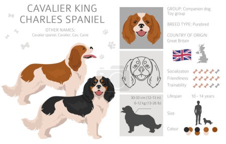 Ilustración de Cavalier King Charles Spaniel clipart. All coat colors set.  Different position. All dog breeds characteristics infographic. Vector illustration - Imagen libre de derechos