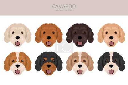 Illustration for Cavapoo mix breed clipart. Different poses, coat colors set.  Vector illustration - Royalty Free Image
