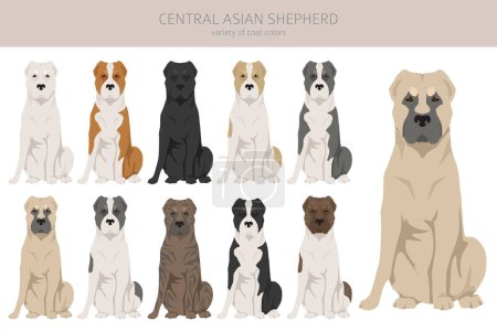 Illustration for Central asian shepherd clipart. Different poses, coat colors set.  Vector illustration - Royalty Free Image