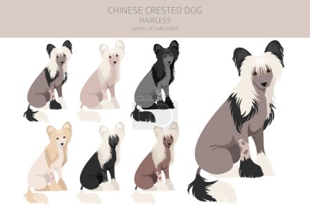 Chino cresta perro sin pelo variedad clipart. Distintas poses, colores del abrigo establecidos. Ilustración vectorial
