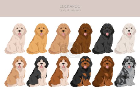Cockapoo mix breed clipart. Different poses, coat colors set.  Vector illustration