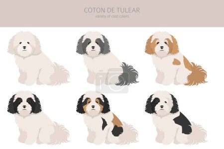 Clipart de coton de Tuléar. Différentes poses, couleurs de manteau réglées. Illustration vectorielle