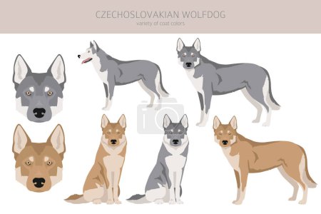 Illustration for Czechoslovakian wolfdog clipart. Different poses, coat colors set.  Vector illustration - Royalty Free Image