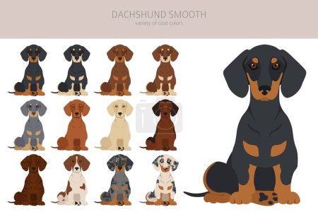 Illustration for Dachshund short haired clipart. Different poses, coat colors set.  Vector illustration - Royalty Free Image