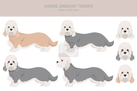 Dandie dinmont terrier clipart. Verschiedene Posen, festgelegte Fellfarben. Vektorillustration