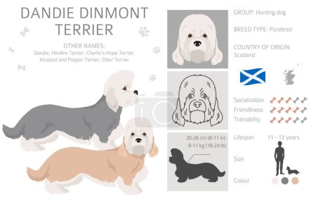 Illustration for Dandie dinmont terrier clipart. Different poses, coat colors set.  Vector illustration - Royalty Free Image