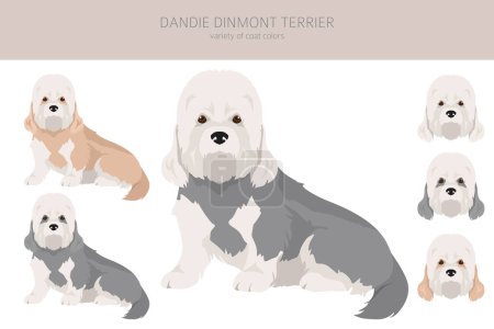 Ilustración de Dandie dinmont terrier clipart. Distintas poses, colores del abrigo establecidos. Ilustración vectorial - Imagen libre de derechos