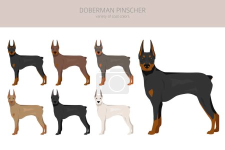 Illustration for Doberman pinscher dogs clipart. Different poses, coat colors set.  Vector illustration - Royalty Free Image