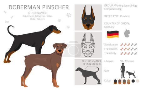 Dobermann Pinscher Hunde Clip. Verschiedene Posen, festgelegte Fellfarben. Vektorillustration