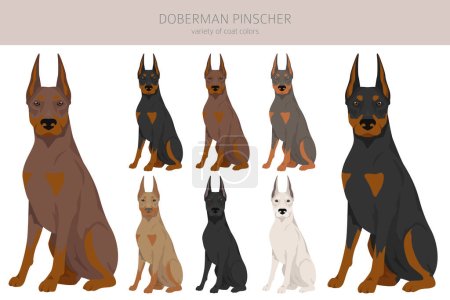 Dobermann Pinscher Hunde Clip. Verschiedene Posen, festgelegte Fellfarben. Vektorillustration