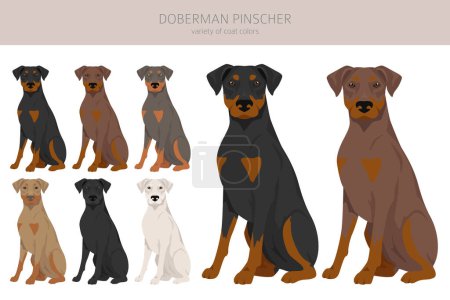 Téléchargez les illustrations : Clipart de chien Doberman pinscher. Différentes poses, couleurs de manteau réglées. Illustration vectorielle - en licence libre de droit