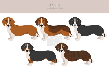 Illustration for Drever clipart. Different poses, coat colors set.  Vector illustration - Royalty Free Image