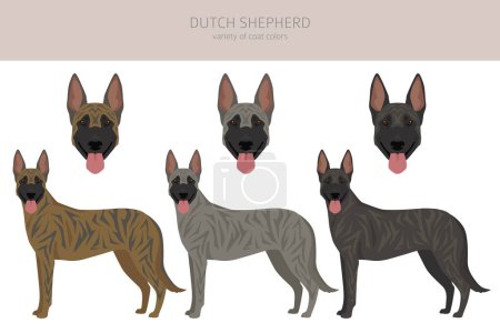 Illustration for Dutch shepherd clipart. Different poses, coat colors set.  Vector illustration - Royalty Free Image