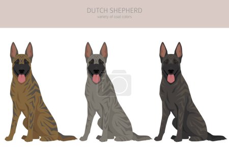 Illustration for Dutch shepherd clipart. Different poses, coat colors set.  Vector illustration - Royalty Free Image