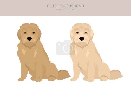Illustration for Dutch Smoushond clipart. Different poses, coat colors set.  Vector illustration - Royalty Free Image