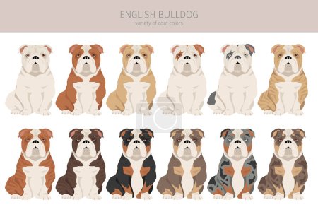 English bulldog clipart. Different poses, coat colors set.  Vector illustration