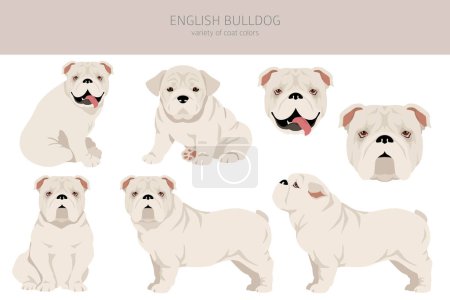 Ilustración de Clipart bulldog inglés. Distintas poses, colores del abrigo establecidos. Ilustración vectorial - Imagen libre de derechos
