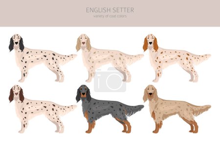 English setter clipart. Different poses, coat colors set.  Vector illustration