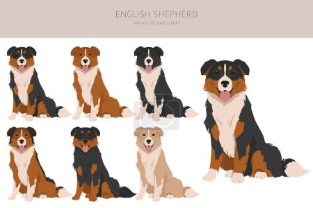 Englischer Schäferhund. Verschiedene Posen, festgelegte Fellfarben. Vektorillustration