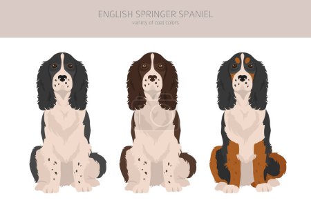 Illustration for English springer spaniel clipart. Different poses, coat colors set.  Vector illustration - Royalty Free Image