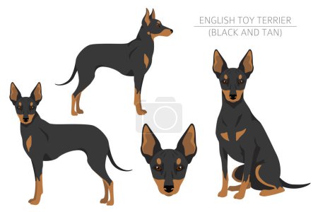 Illustration for English toy terrier clipart. Different poses, coat colors set.  Vector illustration - Royalty Free Image