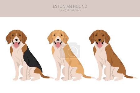 Illustration for Estonian Hound clipart. Different coat colors set.  Vector illustration - Royalty Free Image