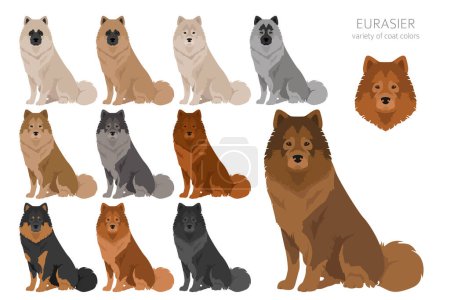 Illustration for Eurasier dog clipart. Different poses, coat colors set.  Vector illustration - Royalty Free Image