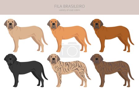 Illustration for Fila Brasileiro clipart. Different poses, coat colors set.  Vector illustration - Royalty Free Image