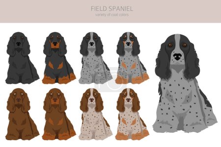 Illustration for Field spaniel clipart. Different poses, coat colors set.  Vector illustration - Royalty Free Image