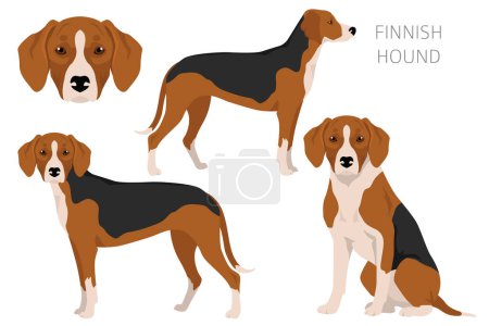 Illustration for Finnish Hound clipart. Different coat colors set.  Vector illustration - Royalty Free Image