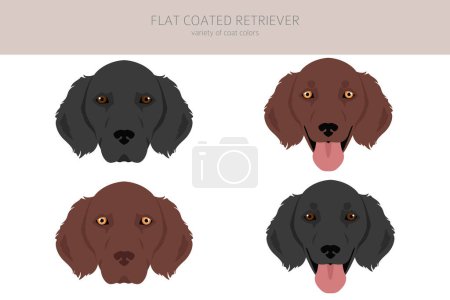 Illustration for Flat coated retriever clipart. Different poses, coat colors set.  Vector illustration - Royalty Free Image