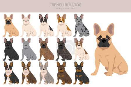 Bulldogs franceses en diferentes poses. Conjunto de adultos y cachorros. Ilustración vectorial