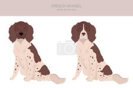 Illustration for French spaniel clipart. Different poses, coat colors set.  Vector illustration - Royalty Free Image