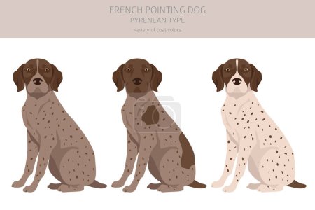 Ilustración de French pointing dog, Pyrenean type clipart. Different poses, coat colors set.  Vector illustration - Imagen libre de derechos
